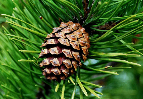 Scotch Pine 100% Soy Wax